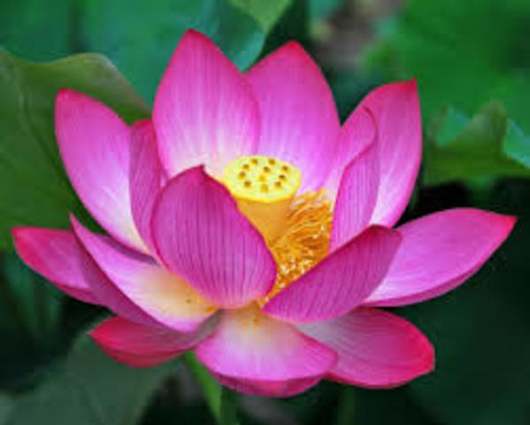 The lotus eaters