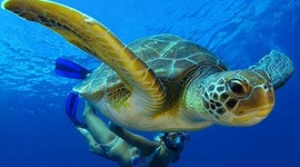 Timeline: timleylinley