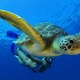 Turtle picture