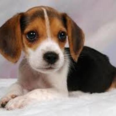 Timeline: BEAGLES