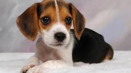 Timeline: BEAGLES