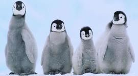 Timeline: Deadly Tsunamis-Danielle Tyrell and Destiny Todd