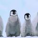 Stock photo young emperor penguins 1e3d864745e68d74