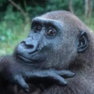 Timeline: Dian Fossey