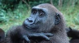 Timeline: Dian Fossey