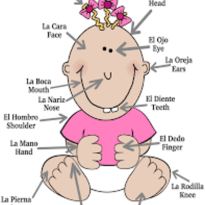 Timeline: development of body parts in pregnancy