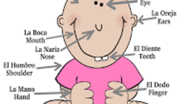 Timeline: development of body parts in pregnancy