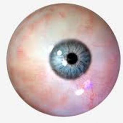 Timeline: DESARROLLO EMBRIOLOGICO HUMANO