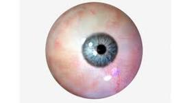 Timeline: DESARROLLO EMBRIOLOGICO HUMANO