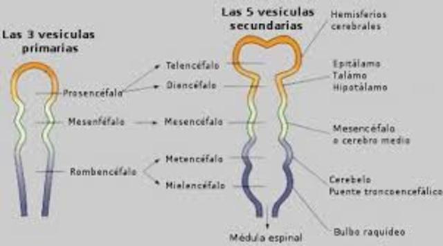 DESARROLLO EMBRIOLOGICO HUMANO timeline Timetoast timelines