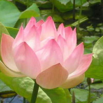 Timeline: Lotus-Eaters