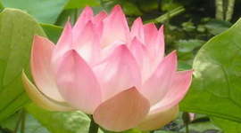 Timeline: Lotus-Eaters