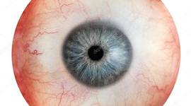 Timeline: Desarrollo embriologico del ojo