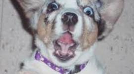 Timeline: Pixie Is My Cat