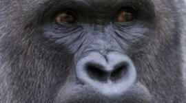 Timeline: World Geography Western Europe Timeline