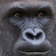 Harambe closeup