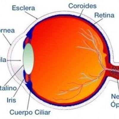 Timeline: DESARROLLO EMBRIOLÓGICO DEL OJO HUMANO