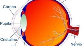 Timeline: DESARROLLO EMBRIOLÓGICO DEL OJO HUMANO