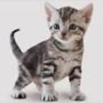 Timeline: LAS EDADES DEL HOMBRE