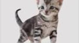 Timeline: LAS EDADES DEL HOMBRE