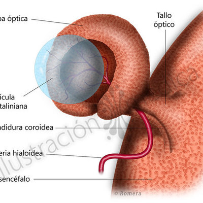 Timeline: EMBRIOGENIA DEL OJO