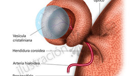 Timeline: EMBRIOGENIA DEL OJO