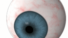 Timeline: DESARROLLO EMBRIONARIO DEL OJO HUMANO.