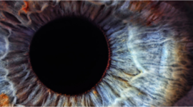 Timeline: DESARROLLO EMBIOLOGICO HUMANO