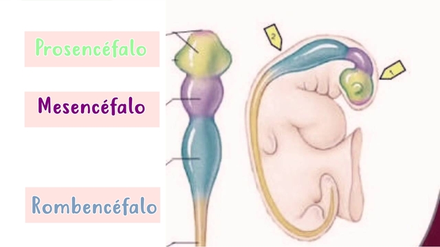 Desarrollo embrionario del globo ocular. timeline
