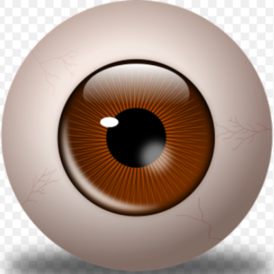 Timeline: DESARROLLO EMBRIOLOGICO HUMANO