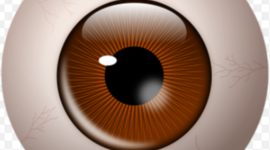 Timeline: DESARROLLO EMBRIOLOGICO HUMANO