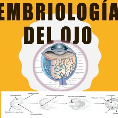 Timeline: EMBRIOLOGÍA DEL OJO