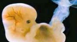 Timeline: Desarrollo embrionario del ojo ocular