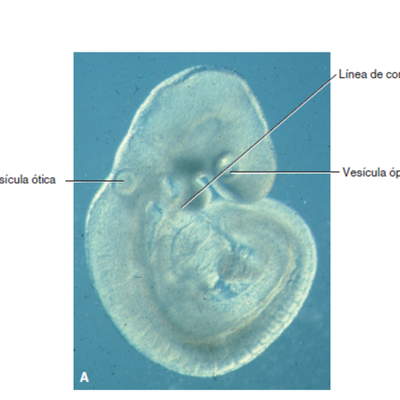 Timeline: Embriología del ojo