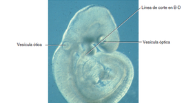 Timeline: Embriología del ojo
