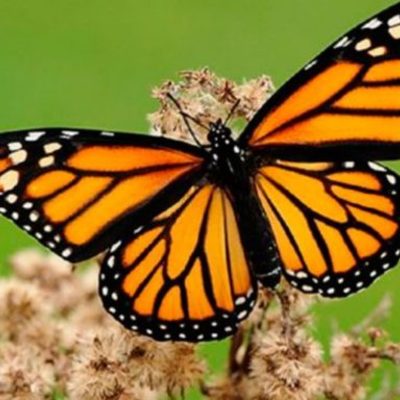 Timeline: Planeaciòn urbana contemporánea para mejorar la calidad de vida de los habitantes