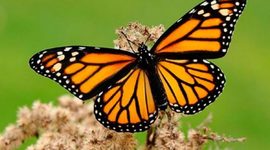 Timeline: Planeaciòn urbana contemporánea para mejorar la calidad de vida de los habitantes