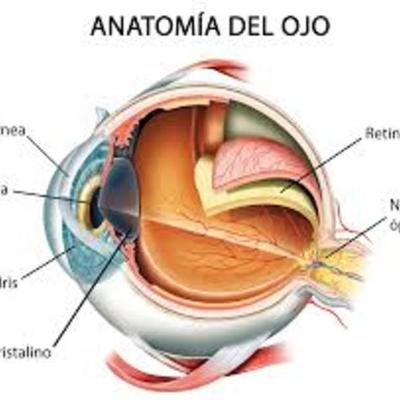 Timeline:  DESARROLLO EMBRIOLÓGICO DEL OJO HUMANO