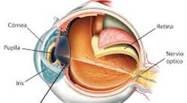 Timeline:  DESARROLLO EMBRIOLÓGICO DEL OJO HUMANO
