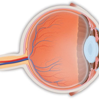 Timeline: Desarrollo embrionario del globo ocular