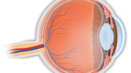 Timeline: Desarrollo embrionario del globo ocular