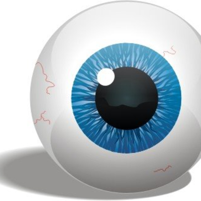 Timeline: Desarrollo embrionario del globo ocular