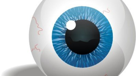 Timeline: Desarrollo embrionario del globo ocular