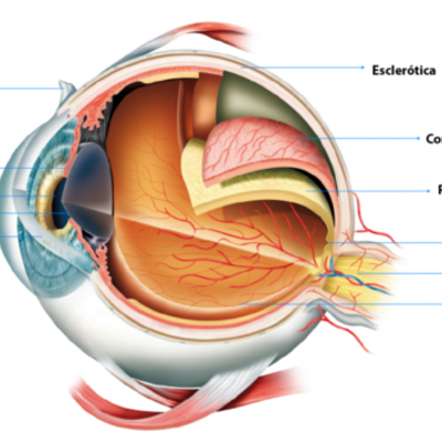 Timeline: DESARROLLO EMBRIOLOGICO DEL GLOBO OCULAR