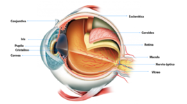 Timeline: DESARROLLO EMBRIOLOGICO DEL GLOBO OCULAR