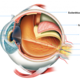 Anatomia del ojo 01 01 1024x569