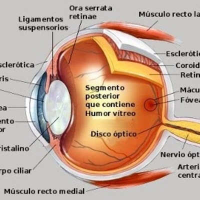 Timeline: Desarrollo embrionario del globo ocular