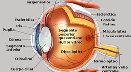 Timeline: Desarrollo embrionario del globo ocular