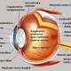Anatomia ojo 1
