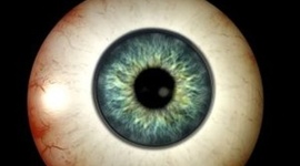 Timeline: Desarrollo Embiologico Visual